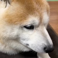 とっても悲しそう…