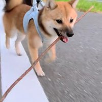 長めの枝を拾ってニコニコ♪