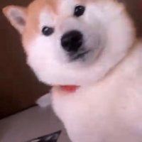 カメラをじっと見つめる犬