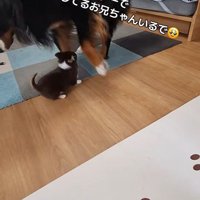 コアくんがじゃれて遊ぼうとしたら…