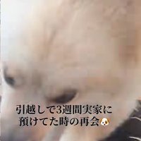 アタックするサニーくん