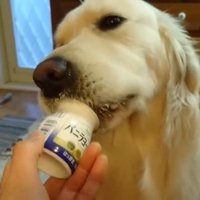 ヨーグルトを欲しがるギンちゃん8