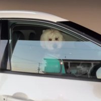 じっとこちらを見ている…