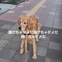 着ぐるみを警戒して後ずさる犬