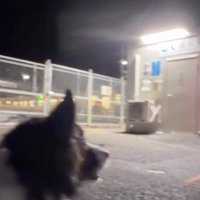 キョロキョロ…