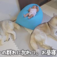 ハスキーに囲まれてリッチな空間に…♡