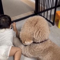 ぴったり並んで伏せる男の子と犬
