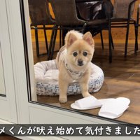 突然吠え始めた