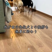 レモンちゃんに挨拶する柴犬たち