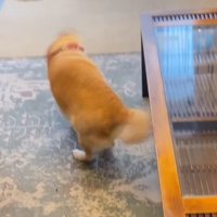 床に降ろされて体を震わせる犬