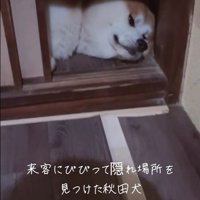 お客さんが来た時のひめちゃん5