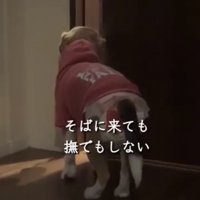 扉の前に立つ犬