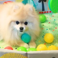 ボールを投入したら大喜び♪