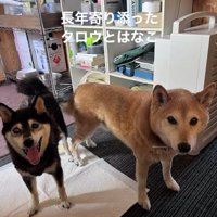 隣に並んでカメラを見つめる黒い犬と茶色い犬