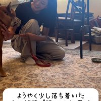 落ち着き始めた犬と静かに寄り添う女性