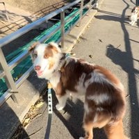 帰りたくないガルチェロくん