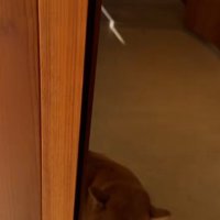 飼い主さんがお家に入ると…