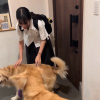 駆け寄る大型犬