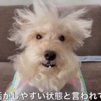 納豆を味わうわんわんちゃん