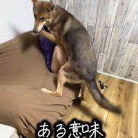 つな君の愛情表現6