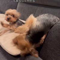 ソファーの上で暴れる小型犬達
