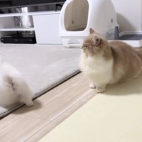 歩き出す犬を見送る猫