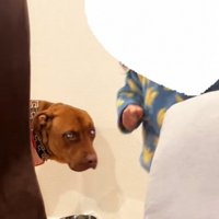 娘さんを見るわんこ