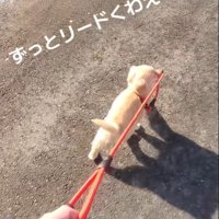 飼い主さんを先導するように歩いています