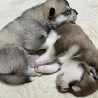 くっついて寝る子犬たち