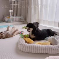 「貸してー！」
