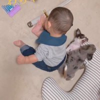 赤ちゃんとチワワファミリー