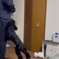 パパに飛びつくベルちゃん