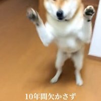 玄関で待ち伏せする柴犬