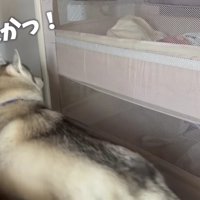 ベビーベッドの警備員に