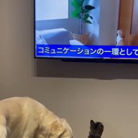 オレオくんを見るるちるちゃん