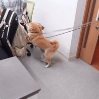 上司に飛びつく2匹の犬