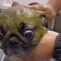 まんまる