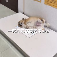体重計の上で仰向けになる犬