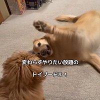 みるくちゃんと蘭ちゃん8