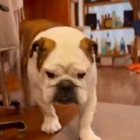 歩いてくるまめちゃん