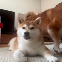 呆然とする犬2