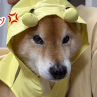 カッパを着せられて不服そう！