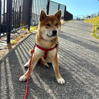 拒否柴発動！