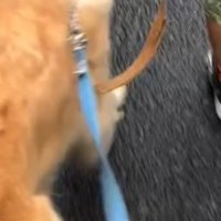 犬に繋がれている水色のリード