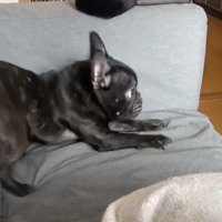 とっさに動く犬