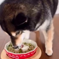 ご飯を食べるももちゃん