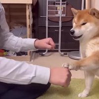 「わらび」を選ぶ！！