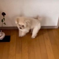 クルクル回りながら大喜び！