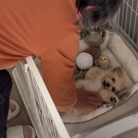反対したのは母の愛