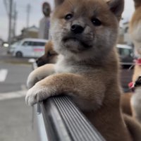 フチに前足をかける子犬